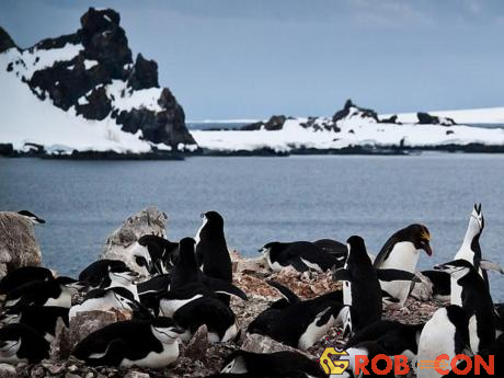 Hòn đảo hình móng ngựa Deception ở Nam Cực từng là căn cứ của các nhà thám hiểm người Nga và Anh. Nằm trong một ngọn núi lửa, nó cũng là nơi cư trú của hàng nghìn con chim cánh cụt Chinstrap. Ảnh: Flickr