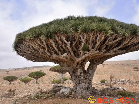 Đảo Socotra của Yemen là nơi sinh sống của 800 loài động thực vật quý hiếm. Nó nổi tiếng với những bãi biển rộng, hang động đá vôi, những ngọn núi cao chót vót.