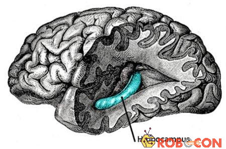 Rượu cồn đã gây rối loạn hóa học và sinh lý học thần kinh ở vùng đồi hải mã của bộ não (màu xanh trong ảnh).