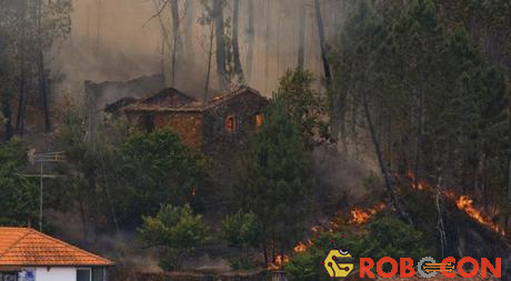 Trong trận cháy rừng khủng khiếp ở Bồ Đào Nha mới đây, nhiều người đã bỏ mạng vì vẫn cứ nấn ná
