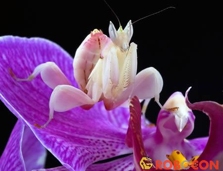 Bọ ngựa Phong lan (Hymenopus coronatu), hay bọ ngựa Orchid, phân bố ở Malaysia và Indonesia. Màu sắc của chúng giống như hoa phong lan nên chúng thường ngụy trang trong cây phong lan để săn bắt mồi