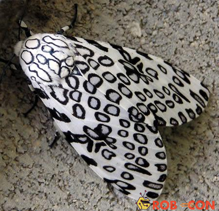 Bướm báo đốm ( Hypercompe scribonia), là một loài bướm đêm thuộc họ Arctiiade. Điểm đặc trưng của chúng là những đốm đen tròn trên cơ thể giống như loài báo đốm để cảnh báo kẻ thù.