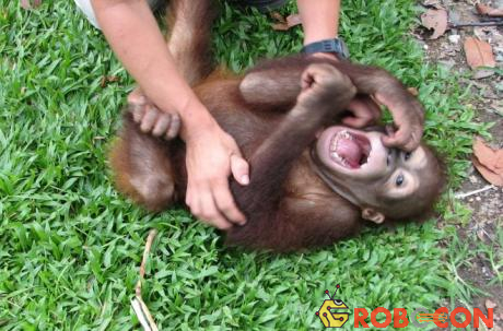 Tinh tinh và khỉ đột có thể phát ra một âm thanh rất giống với tiếng cười khi bị trêu đùa