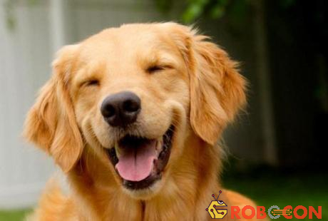 Chó cũng phát ra âm thanh được xem như tiếng cười của con người khi ở trạng thái vui