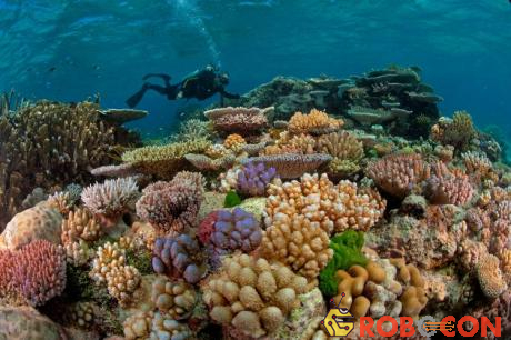 Thực tế san hô là một loài động vật bậc thấp thuộc ngành ruột khoang.