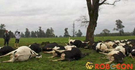 Trên 60 con bò sữa tại miền nam Chile bị sét đánh chết hồi tháng 4/2014.