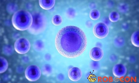 Các nhà nghiên cứu đã tạo ra các tế bào gốc đa năng của con người bằng cách sửa đổi quá trình nhân bản. 