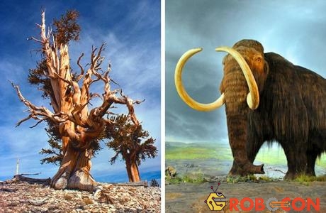Cái cây già nhất thế giới tồn tại trước khi voi mammoth tuyệt chủng... tròn 1.000 năm