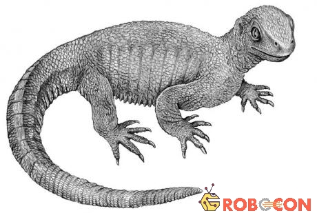 Hóa thạch của loài Pappochelys mới được tìm ra trở thành mắt xích còn thiếu giữa 2 loài sinh vật cổ đại khác.