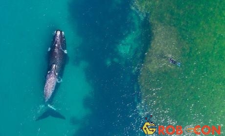 Thợ lặn bơi gần cá voi khổng lồ ở ngoài khơi bán đảo Valdes, Argentina.