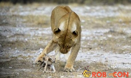 Con sư tử cái thậm chí bảo vệ linh dương trước đồng loại đói mồi