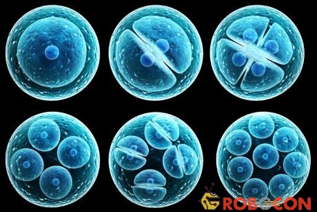 Phôi thai tạo từ tế bào gốc được cấy vào chuột. 