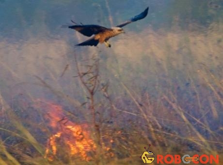 Chim diều hâu và chim cắt làm đám cháy lan rộng để dễ bề săn động vật nhỏ chạy ra.