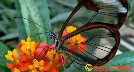 Cấu trúc cánh bướm có thể tạo ra một bước đột phá trong ngành nhãn khoa.