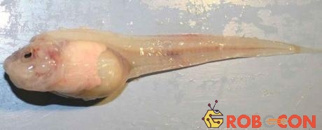 Mẫu vật cá ốc Mariana.