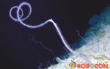 Hình ảnh một trong những sinh vật bí ẩn chưa từng biết dưới đáy đại dương.