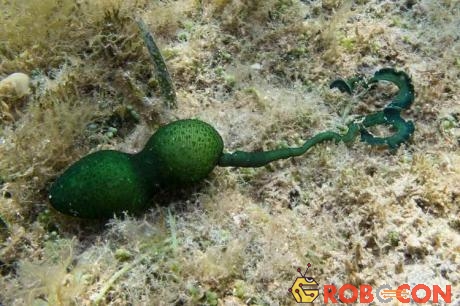 Giun Bonellia viridis chuyên sống dưới đáy biển.