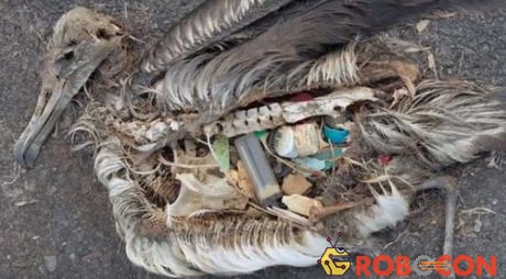 Xác của những chú chim biển cho thấy chúng đã ăn phải rất nhiều rác thải