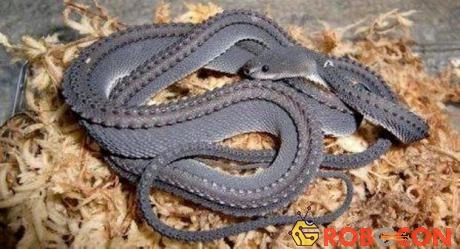 Loài rắn rồng có chiều dài trung bình khoảng 60cm