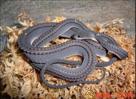 Rắn rồng là một loài rắn hiếm