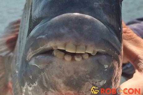 Loài cá kỳ lạ có răng rất giống răng con người