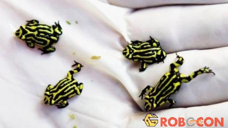 Nấm chytrid có ảnh hưởng nặng nề tới loài ếch Corroboree cực kì nguy cấp