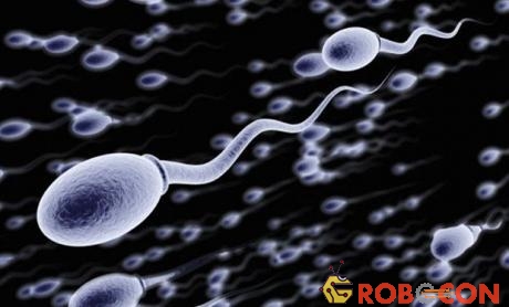 Quá trình sản xuất tinh trùng bắt đầu từ các tế bào gốc, gọi là các tinh nguyên bào.