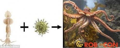 Một loài thân mềm cổ đại đã kết hợp với vi sinh vật bí ẩn ngoài trái đất và cho ra đời giống bạch tuộc