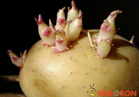 Trung Quốc đang ấp ủ dự định đưa khoai tây lên trồng trên Mặt Trăng. 