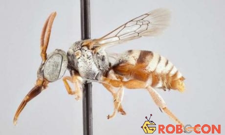 Ong cúc cu không có những sợi lông - dụng cụ để thu thập phấn hoa.