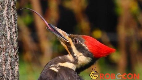Lưỡi của chim gõ kiến dài bằng 1/3 cơ thể chúng.