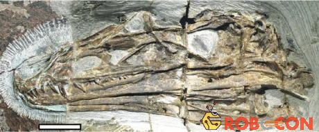 Hộp sọ hóa thạch của khủng long Caihong juji.