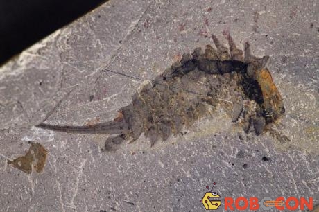 Hóa thạch Habelia optata, kẻ săn mồi dưới biển sống cách đây 508 triệu năm. 