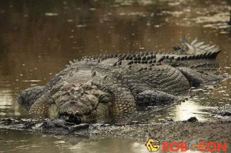 Cá sấu đầm lầy được mệnh danh là sát thủ máu lạnh.