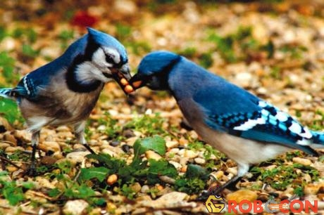Hormone oxytocin cũng được tìm thấy ở chim.