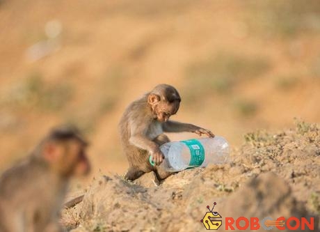 Chú khỉ con chơi đùa với vỏ chai nhựa. 