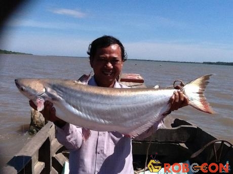 Cá bông lau đuôi vàng, một trong những loài cá đặc sản của sông Vàm Nao.