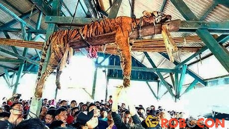Con hổ Sumatra trả giá đắt khi mò vào làng. 