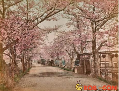 Con đường rợp bóng cây và hoa anh đào nở rộ ở công viên Mukojima.