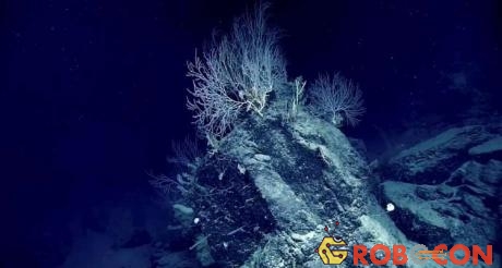 Các nhà khoa học ước tính những rạn san hô này đã lên tới cả trăm tuổi.