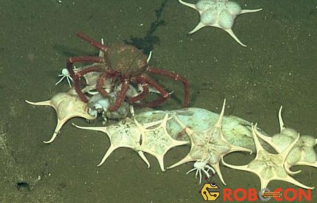 Những loài ăn xác thối kéo tới dọn dẹp xác mực chết dưới đáy biển California.