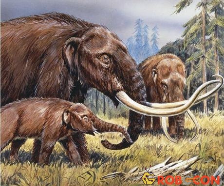 Mastodon - loài voi cùng họ với mammoth sống tại Bắc Mỹ.