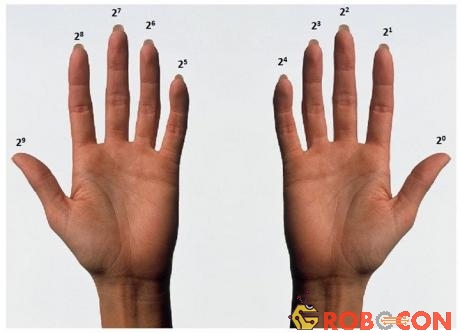 Sức mạnh của hệ nhị phân đánh dấu tầm quan trọng của những ngón tay.
