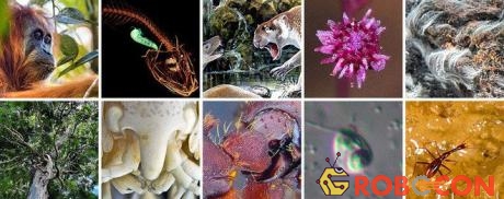 Top 10 sinh vật mới được phát hiện trong năm 2018 do ESF công bố.