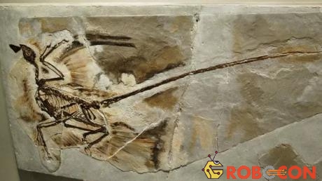 Hóa thạch microraptor được tìm thấy ở tỉnh Liêu Ninh, Trung Quốc, năm 2005. 