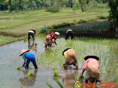 Nồng độ CO2 tăng, ảnh hưởng tới lúa gạo và các chất dinh dưỡng trong gạo.