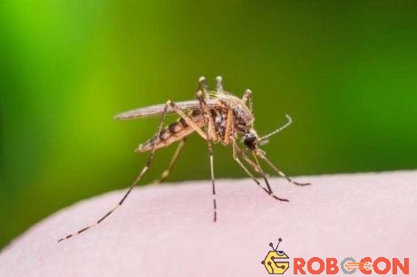 Muỗi có thể lưu trữ mùi hương trong vòng 24 giờ.