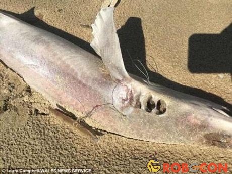 Hàng loạt cá mập trôi dạt vào bờ biển Anh.