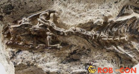 Đây là lần đầu tiên hóa thạch động vật được tìm thấy trên vùng đất này của Brazil.