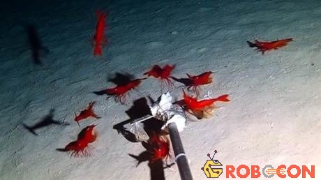 Một nhóm tôm màu đỏ cũng được phát hiện di chuyển cùng nhau quanh mồi nhử.